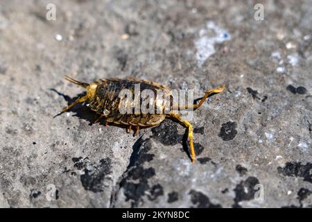 Ligia oceanica, Sea slater, Common Sea slater oder Sea Roach, Inishmore, Galway, Irland, die größte der Aran-Inseln Stockfoto