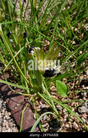 Iris tuberosa Blume aus der Nähe Stockfoto