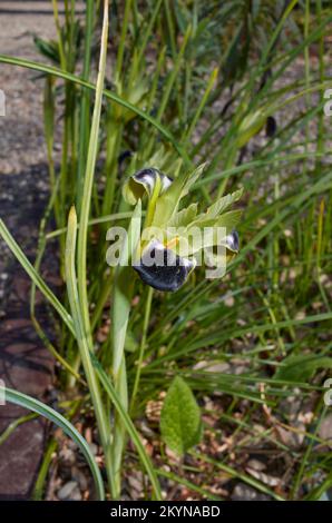 Iris tuberosa Blume aus der Nähe Stockfoto