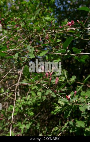 Lonicera Tatarica Strauß in Blüte Stockfoto