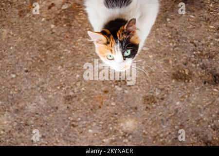 Ein wunderschönes Kätzchen auf einer Straße der Stadt, Nahaufnahme bei sonnigem Wetter.Junge dreifarbige flauschige Kätzchen. Bezaubernde weiß-rote, schwarze cat.problem von streunenden Tieren Stockfoto