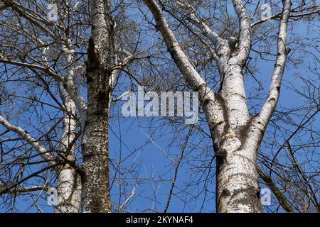Populus alba Baum in der Wintersaison Stockfoto