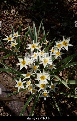 Gelb-weiße Tulipa urumiensis-Blüten Stockfoto