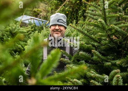 Clonakilty, West Cork, Irland. 1.. Dezember 2022. In Clonakilty wurde ein Weihnachtsbaumdepot eröffnet. Patrick, der jedes Jahr Weihnachtsbäume in Clonakilty verkauft, geht davon aus, bis Weihnachten bis zu 200 Bäume zu verkaufen. Kredit: AG News/Alamy Live News Stockfoto
