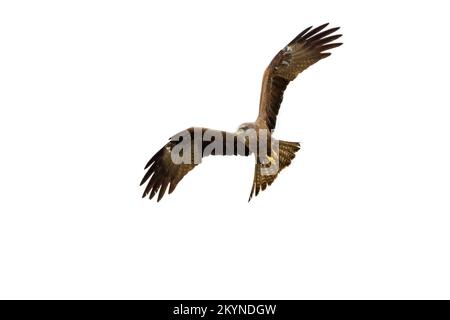 Schwarzer Drachen (Milvus migrans), der vor weißem Hintergrund fliegt Stockfoto