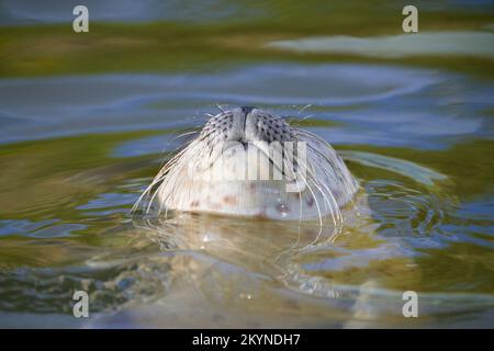 Gewöhnliche Robbe/Seehund (Phoca vitulina) Nahaufnahme der Abfüllung von Jungtieren/Schlafen aufrecht im Meer Stockfoto