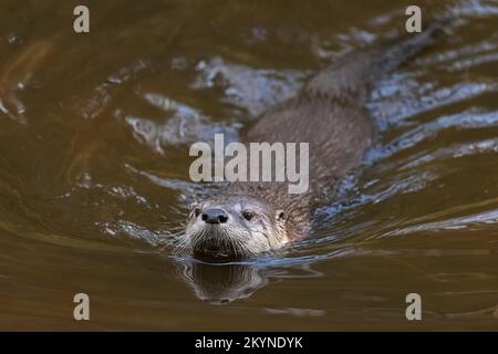 Eurasischer Otter/Europäischer Flussotter (Lutra lutra), der im Wasser eines Teiches schwimmt Stockfoto