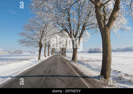 Kleinblättrige Lindenbäume (Tilia cordata), die im Winter an die Landstraße auf schneebedeckten Landschaften grenzt, Schleswig-Holstein, Deutschland Stockfoto
