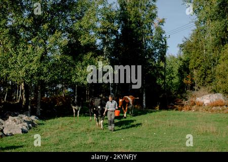 Eine Farmerin mit Eimer, die an sonnigen Tagen mit Kühen auf dem Feld spaziert Stockfoto