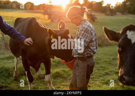 Landwirtinnen, die Kühe während des Sonnenuntergangs auf dem Feld füttern Stockfoto