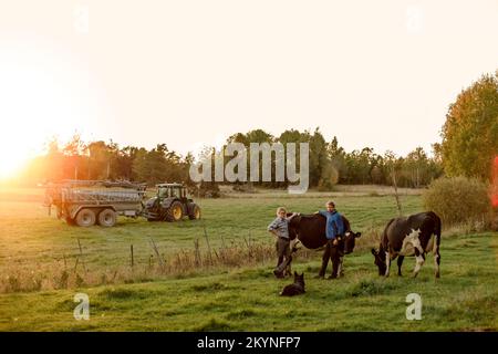 Bauern mit Hund und Kühen auf dem Feld bei Sonnenuntergang Stockfoto