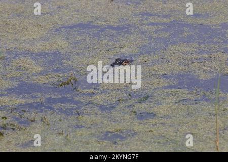 American Alligator in Circle B Bar Reserve, Florida Stockfoto