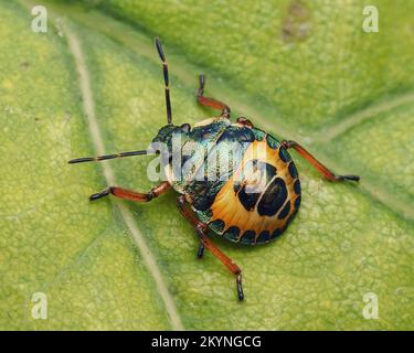 Bronzeschildbug Nymphe (Troilus luridus) in Ruhe auf dem Blatt. Tipperary, Irland Stockfoto