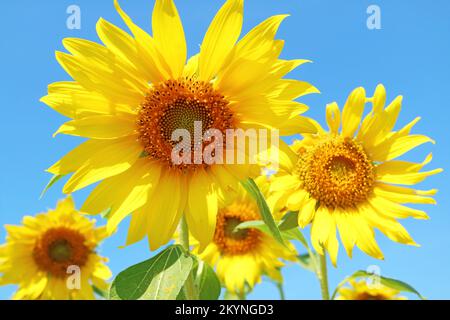 Eine Gruppe lebendiger gelber Sonnenblumen, die im Sonnenfeld blühen Stockfoto