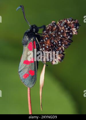 Sechs-Flecken-Burnet-Motte (Zygaena filipendulae) auf der Pflanze. Tipperary, Irland Stockfoto