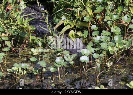 American Alligator in Circle B Bar Reserve, Florida Stockfoto