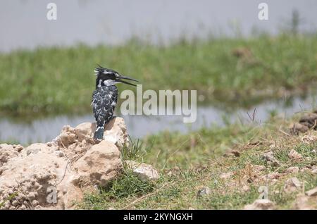 Pied Kingfisher (Ceryle Rudis) Stockfoto