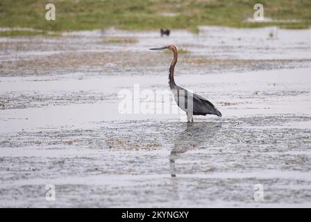 Goliath-Reiher (Ardea goliath) auf der Suche nach Nahrung Stockfoto