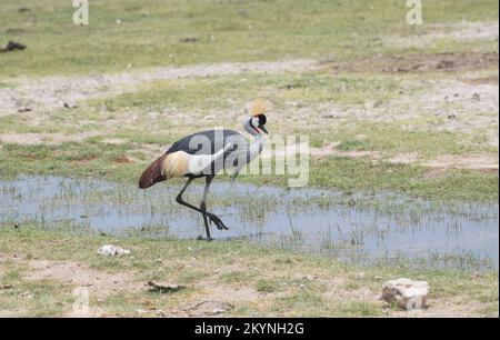 Grauer Kranich (Balearica regulorum), auch bekannt als der südliche Kranich Stockfoto