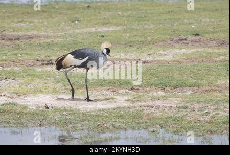 Grauer Kranich (Balearica regulorum), auch bekannt als der südliche Kranich Stockfoto