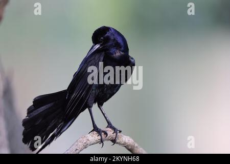Grackle Circle B Bar Reserve Florida USA Stockfoto