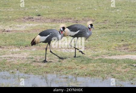 Grauer Kranich (Balearica regulorum), auch bekannt als der südliche Kranich Stockfoto
