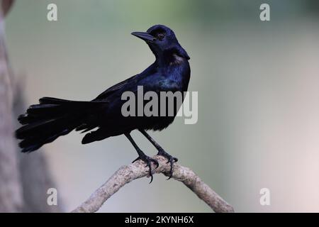 Grackle Circle B Bar Reserve Florida USA Stockfoto