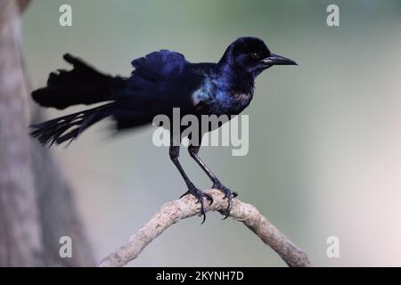 Grackle Circle B Bar Reserve Florida USA Stockfoto