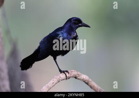 Grackle Circle B Bar Reserve Florida USA Stockfoto