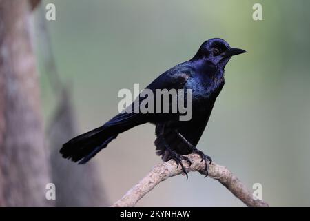 Grackle Circle B Bar Reserve Florida USA Stockfoto