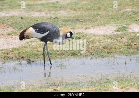Grauer Kranich (Balearica regulorum), auch bekannt als der südliche Kranich Stockfoto