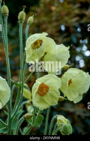 Blassgelbe Blüten von Meconopsis napaulensis. Stockfoto
