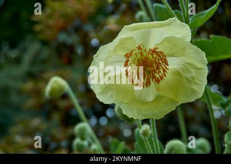 Blassgelbe Blüten von Meconopsis napaulensis. Stockfoto