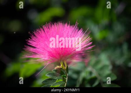 Flauschige rosa Blume aus rosa Pulverpuffer an einem sonnigen Tag. Nahaufnahme Stockfoto