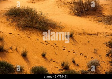 Oryx-Spuren im Sand 5009 Stockfoto