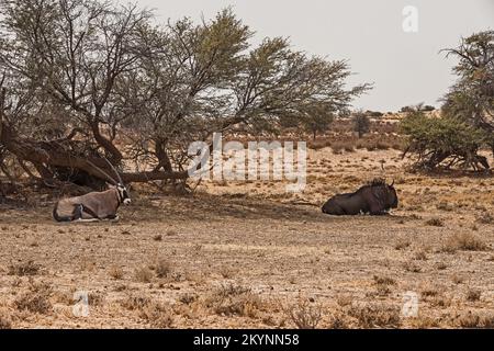 Ein gewöhnlicher Gnus (Connochaetes taurinus) und ein Oryx (Oryx Gazella) teilen einen Schatten vor der heißen Kalahari-Sonne Stockfoto