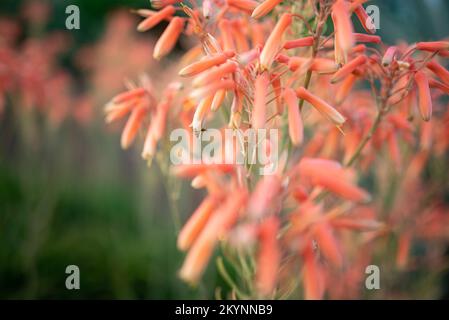Aloe Vera Rosa-Orange Blumen bestäubt von einer Biene - Nahaufnahme Stockfoto