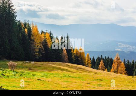 Landschaft Herbst in den Bergen gefärbter Nadelwald gelb und grün in den Karpaten Kiefern Tannen, Larix, Pinaceae Stockfoto