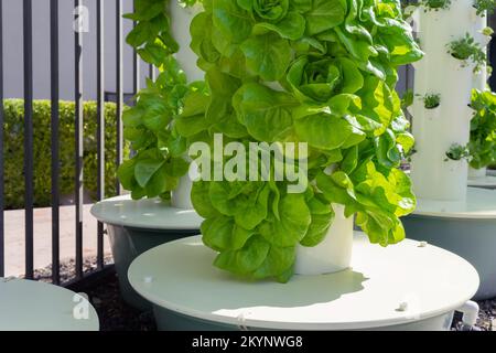 Grüner Salat, der auf einem vertikalen hydroponischen Turmsystem wächst Stockfoto