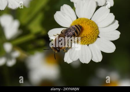 Bienen ähnlich wie Colletes daviesanus, Colletes fodiens oder Colletes similis, Familie Gipsbienen, Polyesterbienen Colletidae. Blumen der Feverfew Stockfoto