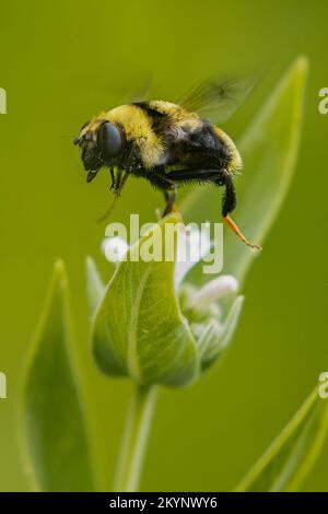 Nahaufnahme einer Hummel, die bei weichem Licht von einer Blume hebt. Fotografiert in der Nähe von Crystal Lake in Shasta County, Kalifornien, USA. Stockfoto