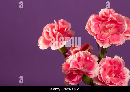 Leuchtend pinkfarbene Dahlien im Garten auf dunkelblauem Hintergrund mit Kopierbereich. Hochwertiges Foto Stockfoto