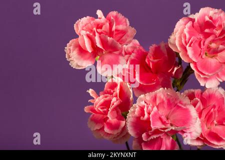 Leuchtend pinkfarbene Dahlien im Garten auf dunkelblauem Hintergrund mit Kopierbereich. Hochwertiges Foto Stockfoto