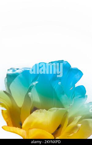 Zusammenarbeit mit Blüten der blauen Anemone und gelben Sonnenblume isoliert auf weißem Hintergrund. Draufsicht. Konzept der ukrainischen Flagge. . Hochwertiges Fotopapier Stockfoto