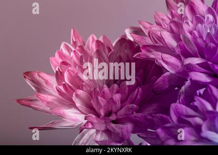Leuchtend pinkfarbene Dahlien im Garten auf dunkelblauem Hintergrund mit Kopierbereich. Hochwertiges Foto Stockfoto