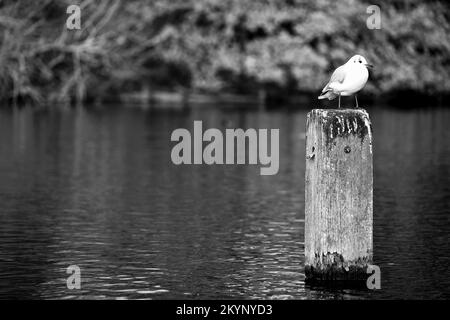 Bird on Post im London Park Stockfoto