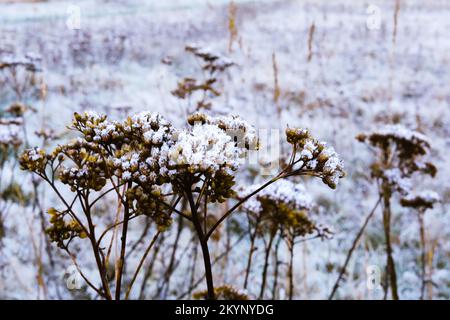 Gefrorene Pflanzen bei First London Frost Stockfoto