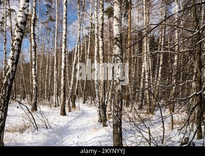 Park Trail durch Birkenwälder in einem Stadtpark nach dem ersten Schneefall Stockfoto