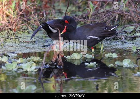 Gemeine Moose (Gallinula chloropus) Circle B Bar Reserve Florida USA Stockfoto