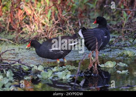 Gemeine Moose (Gallinula chloropus) Circle B Bar Reserve Florida USA Stockfoto